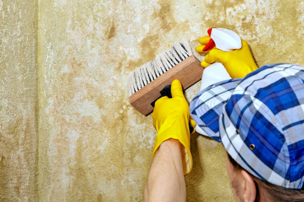 Best Mold-Related Health Consultation  in Califon, NJ