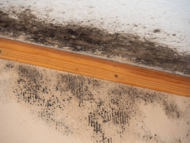 Best Asbestos and Lead Testing During Mold Inspection  in Califon, NJ