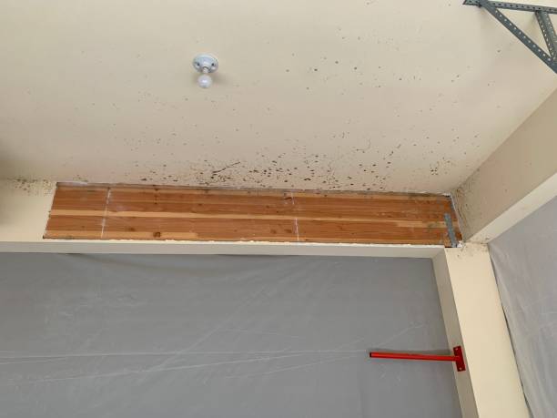 Mold Documentation for Insurance Claims in Califon, NJ