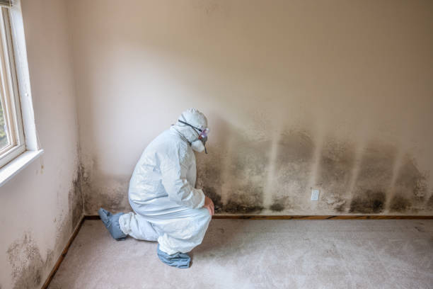 Best Attic Mold Removal  in Califon, NJ