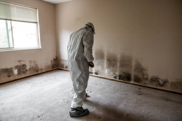 Best Airborne Mold Testing  in Califon, NJ